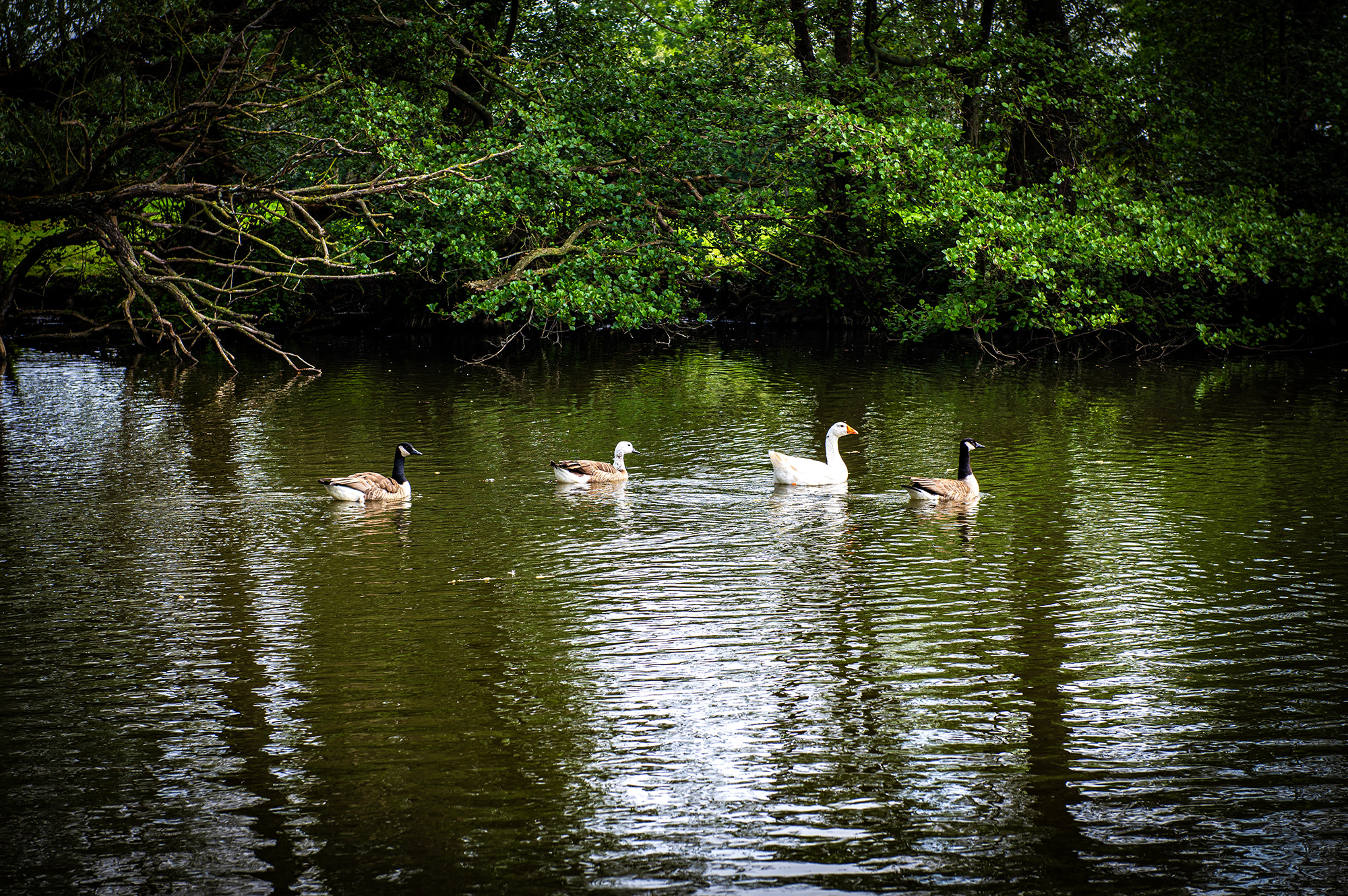 Parkvijver
