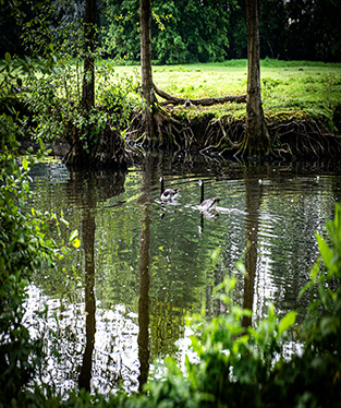 Parkvijver Reiger Burg