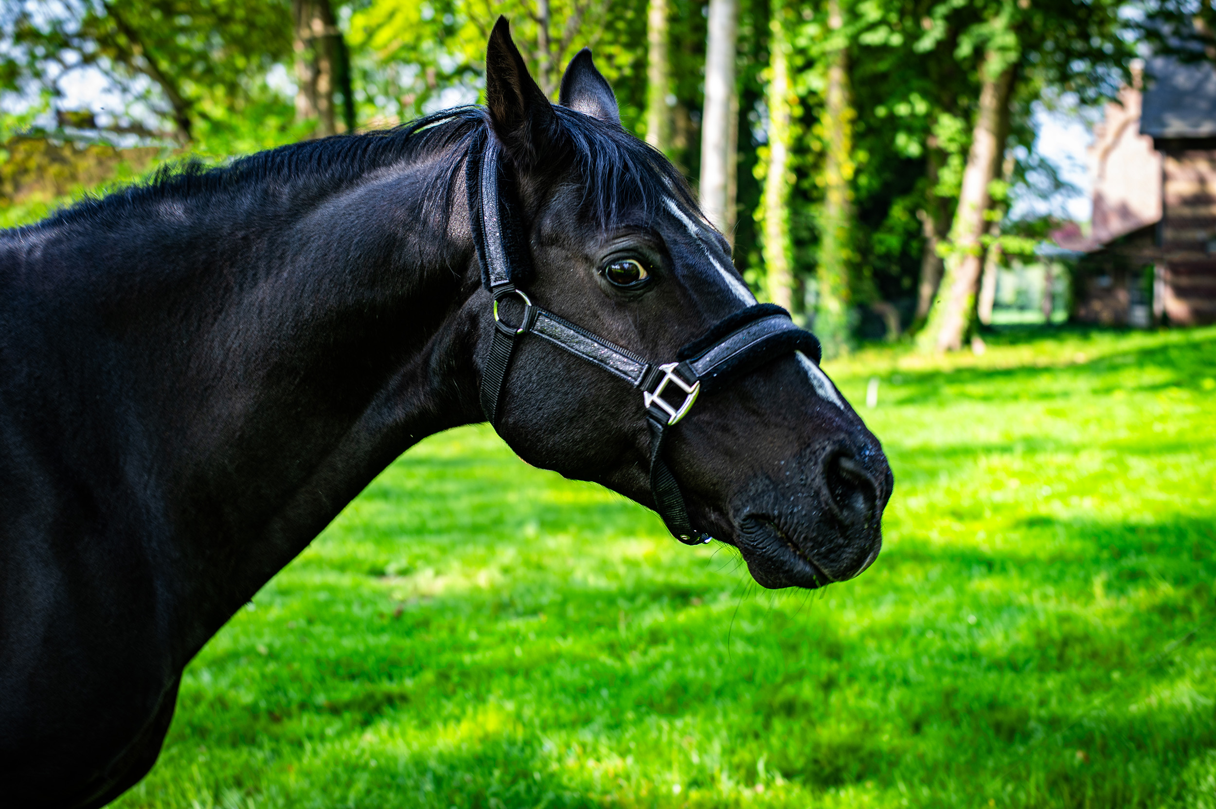 horse Paard Reiger Burg
